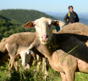 AVEYRON (12) ROQUEFORT. BERGERE ET SON TROUPEAU