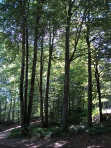 GTML aout 2010 dans la foret domaniale du Lagast JMM 285