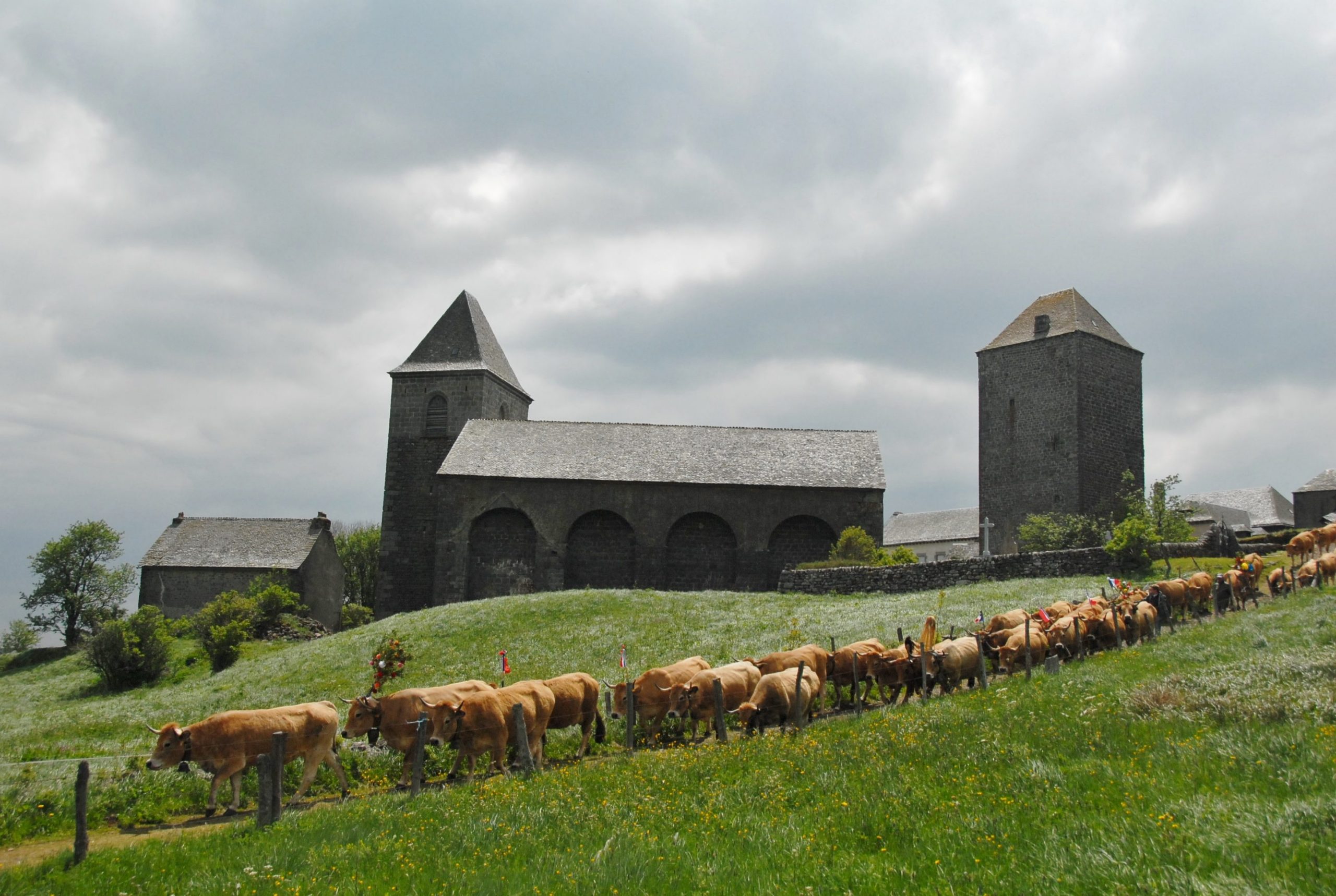 Transhumance en Aubrac