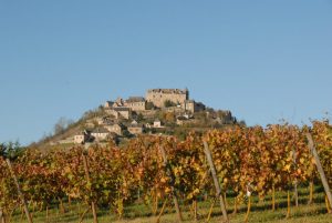 Vignes nov 14 (2) 005