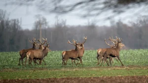 cerfs en Aubrac