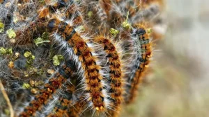 Attention aux chenilles processionnaires au printemps 2 chenilles processionnaires