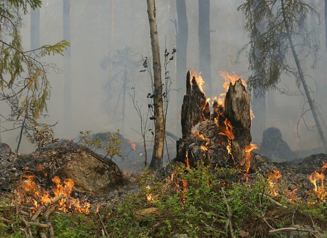 feu foret gcda95bdd5 pixabay 675x492