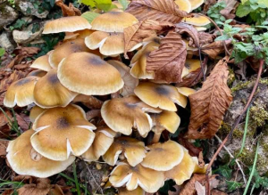 champignons